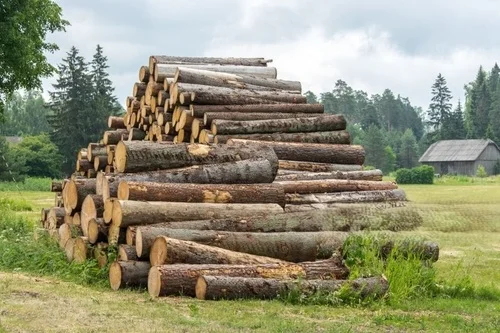 Grumes de Châtaignier – Camion 70 stères de bois dur français – Séchage naturel et écologique